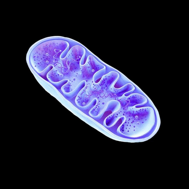 Image Mitochondries : les centrales énergétiques de nos cellules