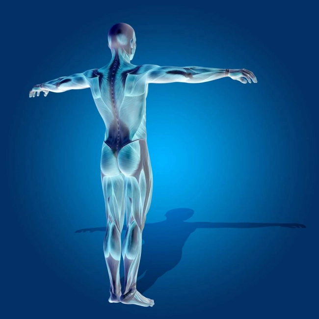 Les fascias  : Nouvel organe ?