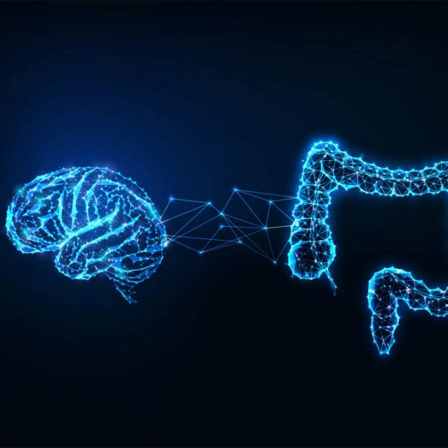 Intestin : deuxième cerveau ? Intestin : deuxième cerveau ?