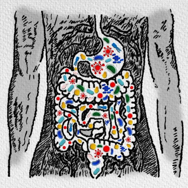 Microbiote intestinal