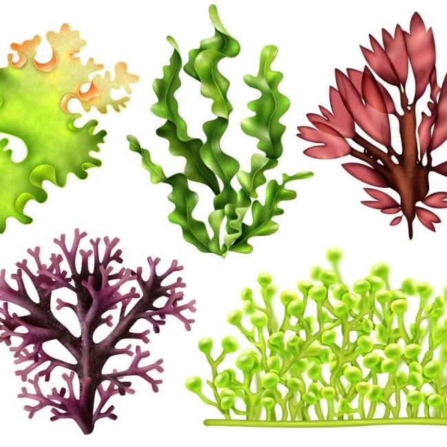 Bienfaits des algues