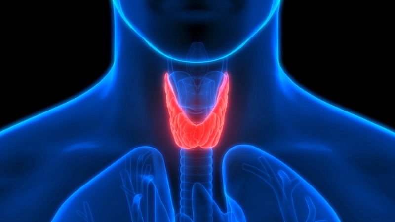 Hypothyroïdie c’est quoi ?