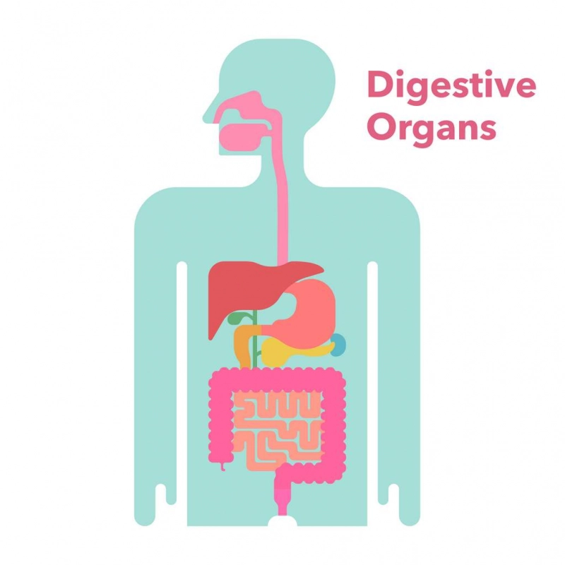 La digestion c’est quoi ?