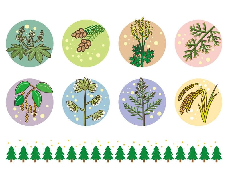 Les allergies aux pollens c'est quoi ?