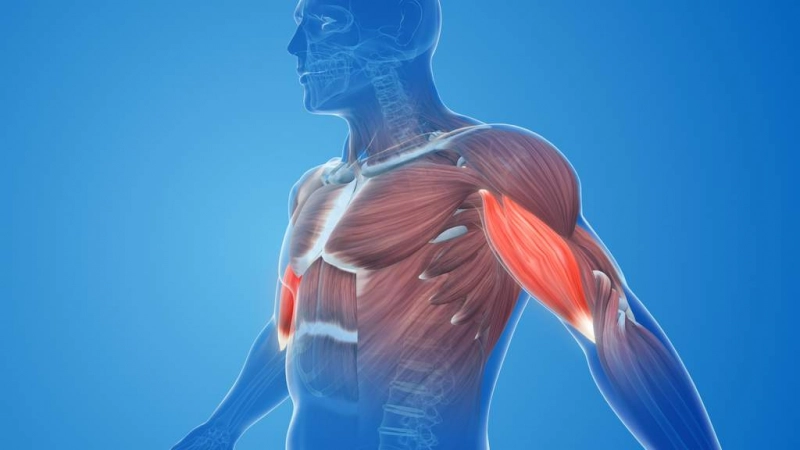 Comment éviter les tendinites quand on fait de la musculation ? - Compléments Alimentaires Marins Comment éviter les tendinites quand on fait de la musculation ?