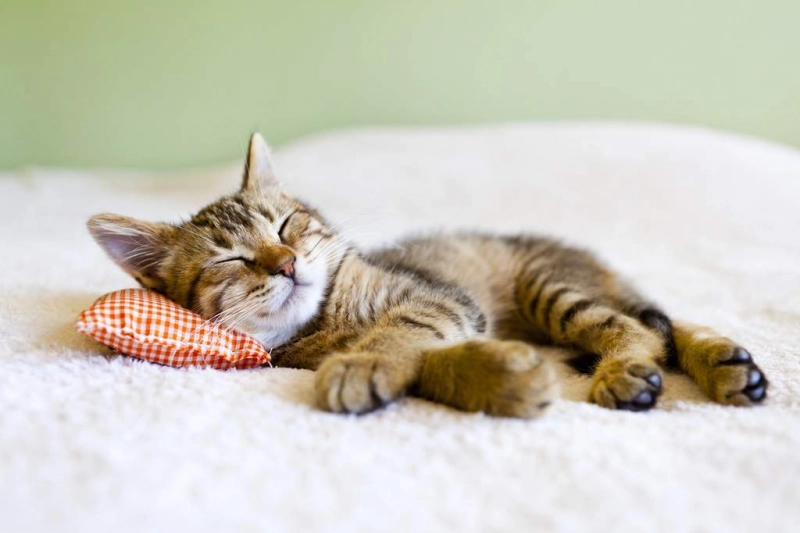 Apprenez à identifier votre trouble du sommeil