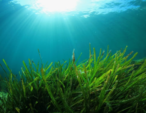 Nos Synergies Marines et Algues - Laboratoire de biologie marine