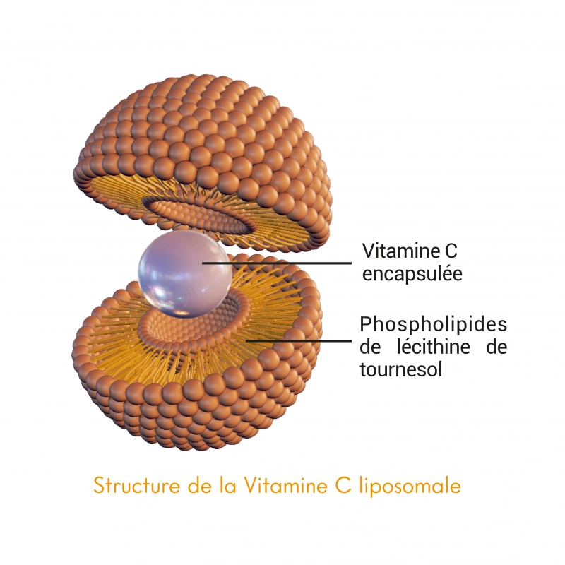 Qu’est ce que la Vitamine C Liposomale liquide ?