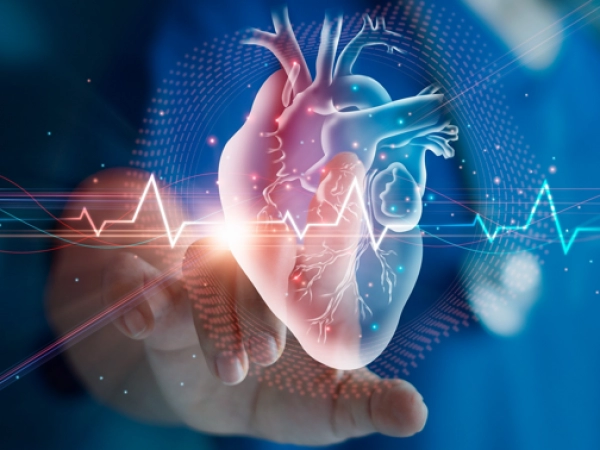 Système Cardiovasculaire et Métabolisme